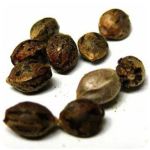 Семена марихуаны АК-47  (Seeds AK-47) в Петухово